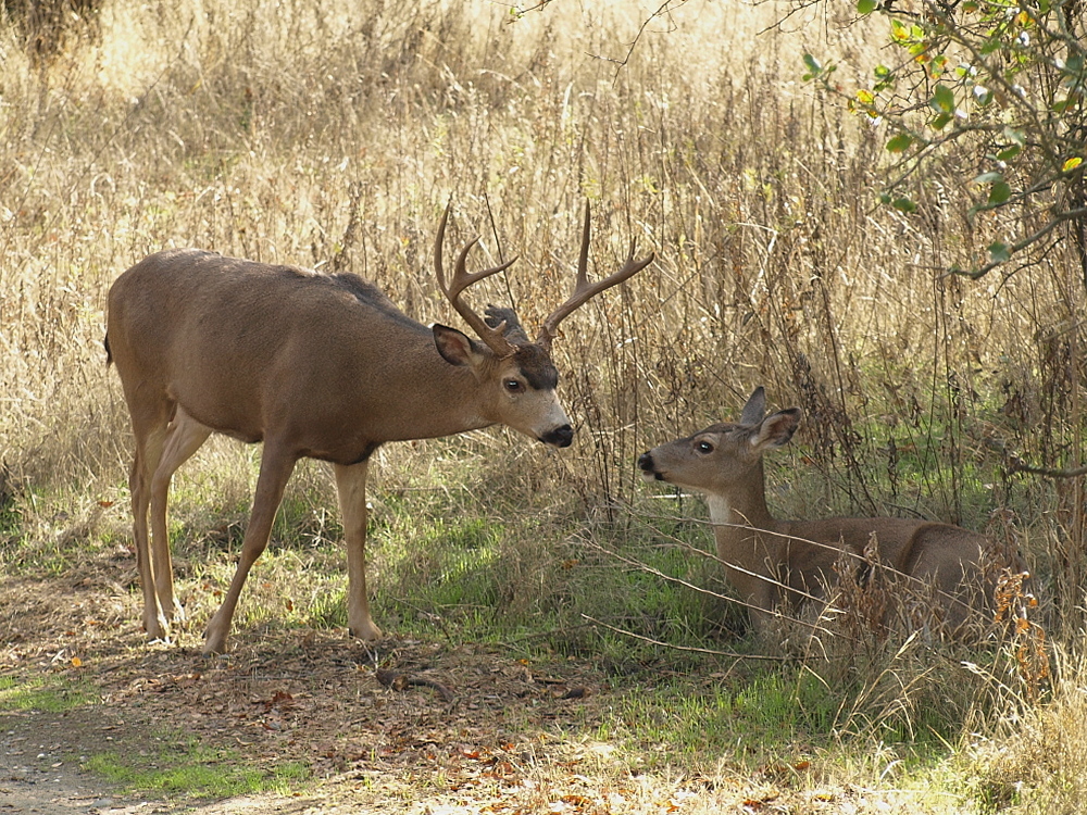 wildlife-photo-gallery-of-effie-yeaw-nature-preserve-at-ancil-hoffman