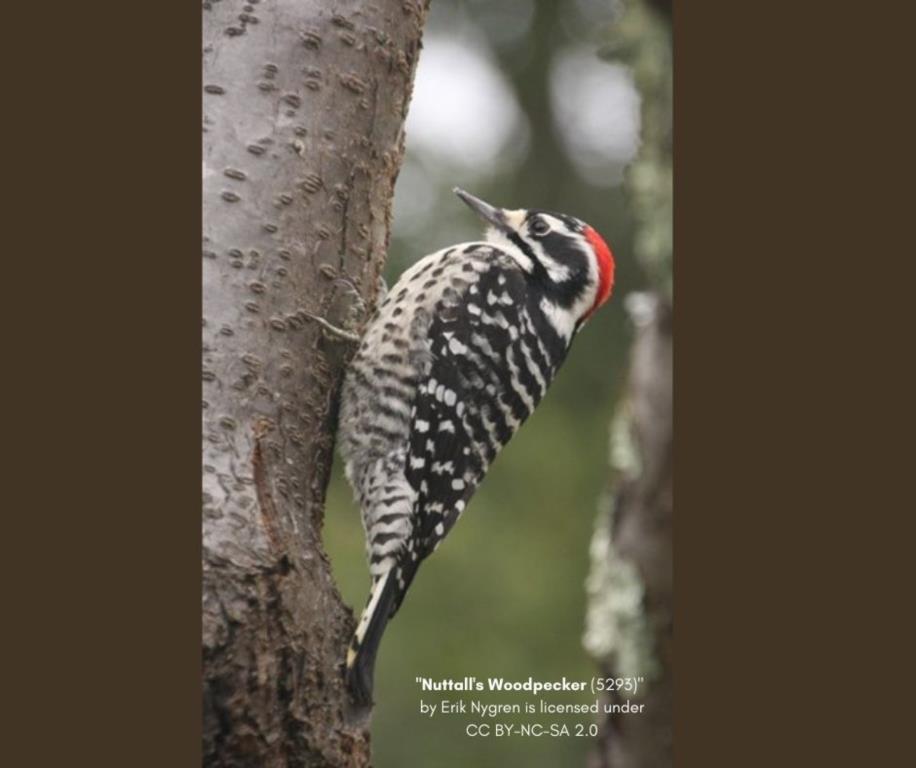 Ask A Naturalist Why Do Woodpeckers Make A Drumming Sound