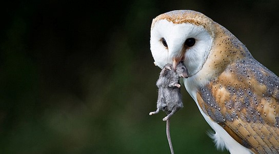 Barn owl holding prey