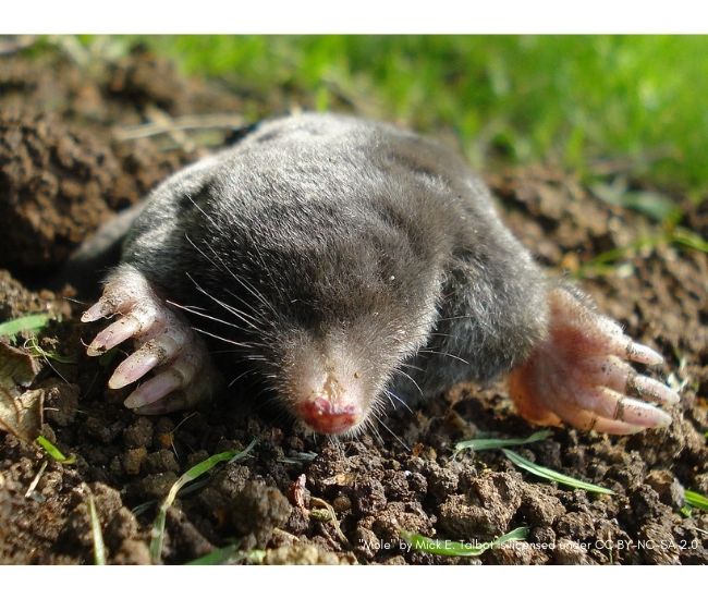 do moles hibernate for winter