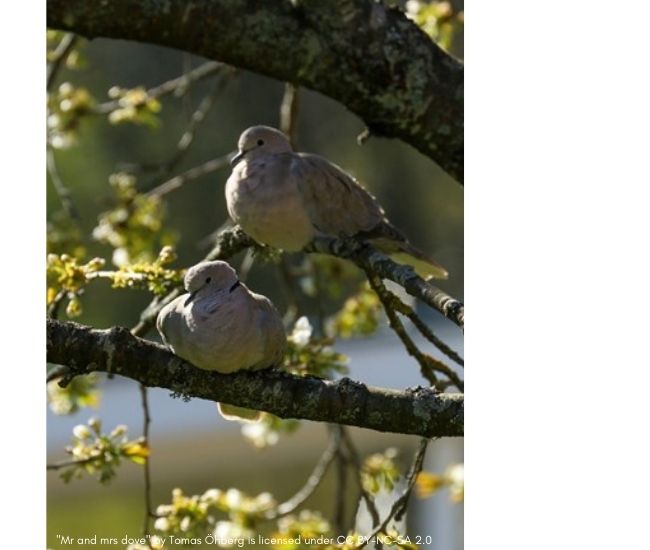 Ask A Naturalist Are Mourning Doves Lifetime Mates