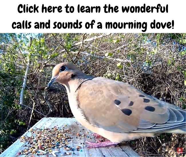 Ask A Naturalist Are Mourning Doves Lifetime Mates