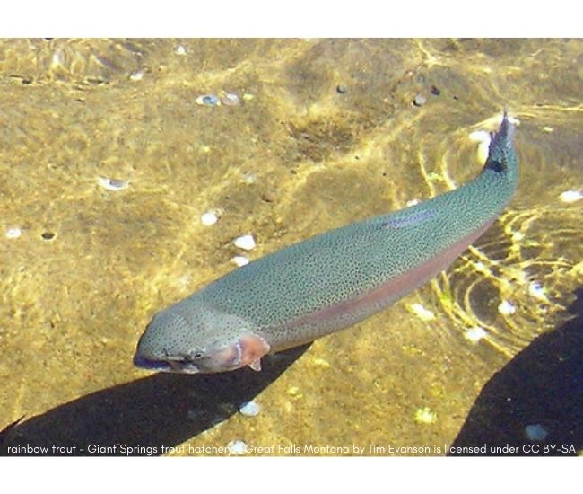 Ask a Naturalist: Are Steelhead trout and Rainbow trout the same species?