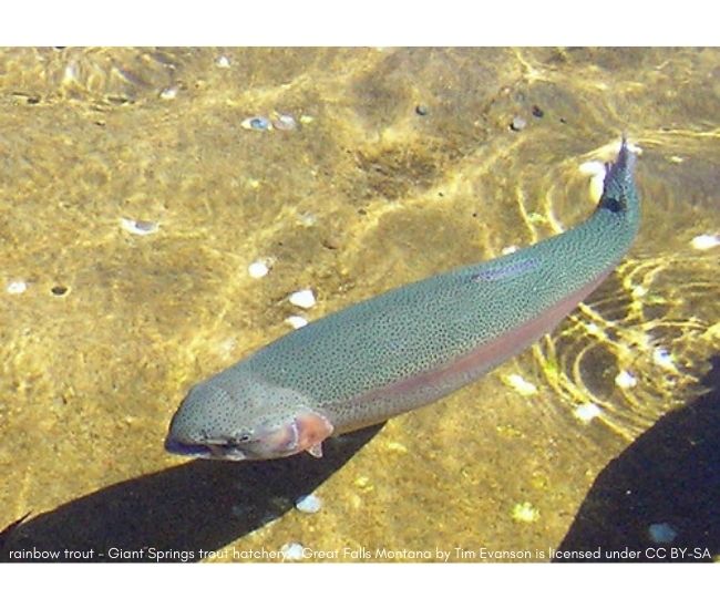 Two young rainbow or steelhead trout in a net at a fish hatchery