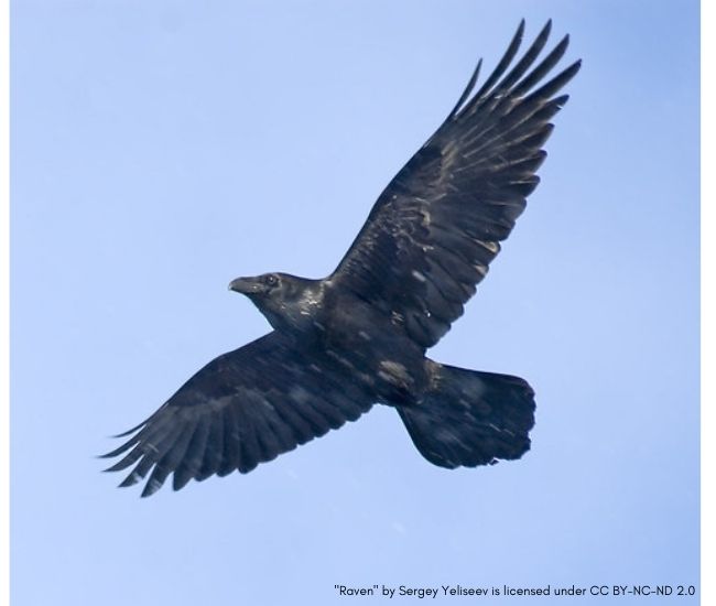 Crows vs Ravens: 5 Main Differences Explained - AZ Animals