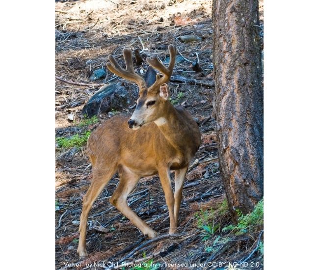 Ask a Naturalist: Is it normal for a deer to have blood on its antlers? |  Effie Yeaw Nature Center