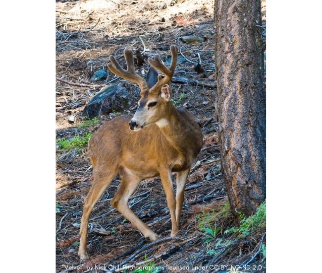 Ask a Naturalist: Is it normal for a deer to have blood on its