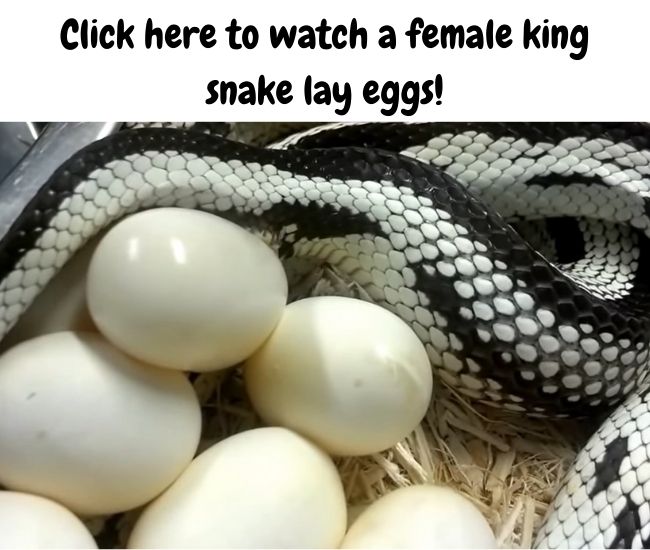 king snake eggs