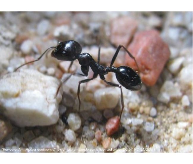 species identification - What insect is this? Looks like a spider but with  six legs and long antennae - Biology Stack Exchange