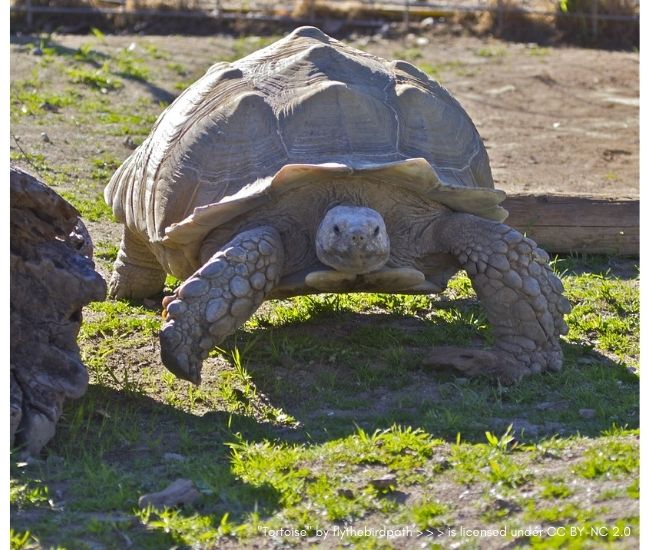 Can Turtles Feel When You Touch Their Shell  