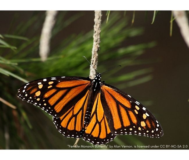 The Monarch Butterfly and Day of the Dead - ECOLIFE Conservation