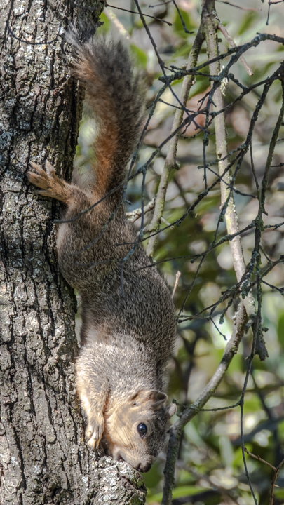 Squirrels Of Effie Yeaw