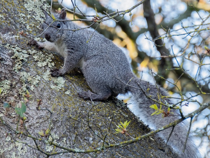 Squirrels Of Effie Yeaw