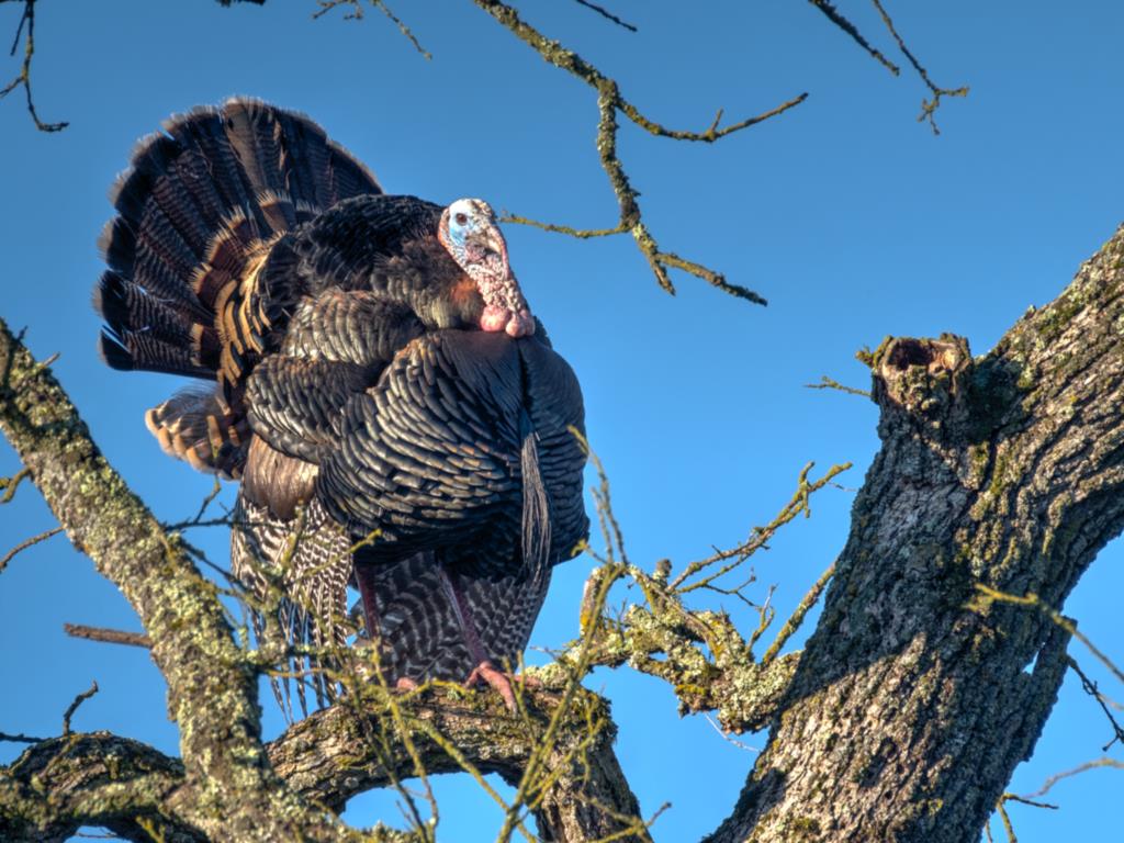 Wild Turkeys