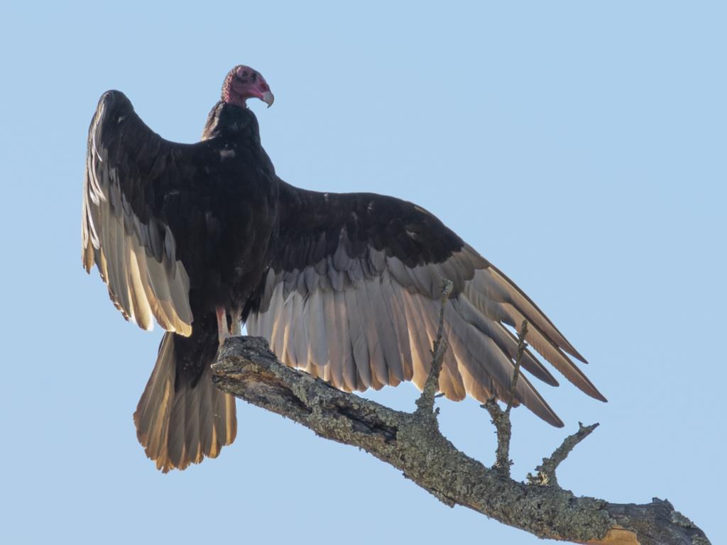 Turkey Vultures