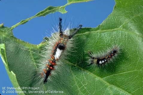 Western Tussock Moth Caterpillar