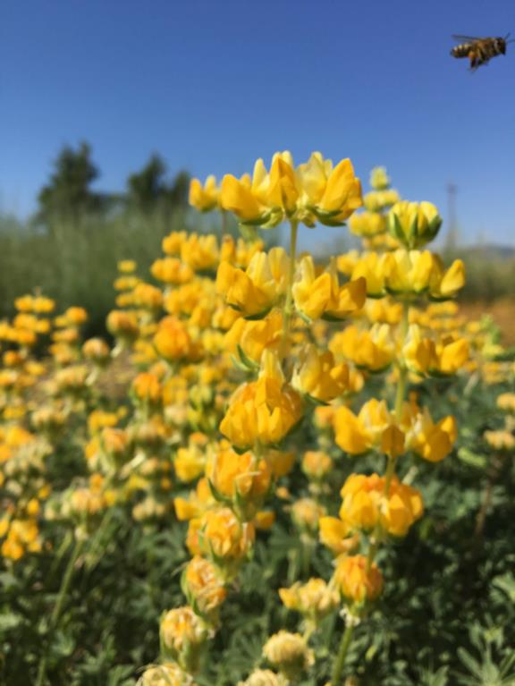 Golden lupine and flying honey bee