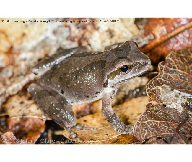 IUCN Red List: Amphibians in Danger