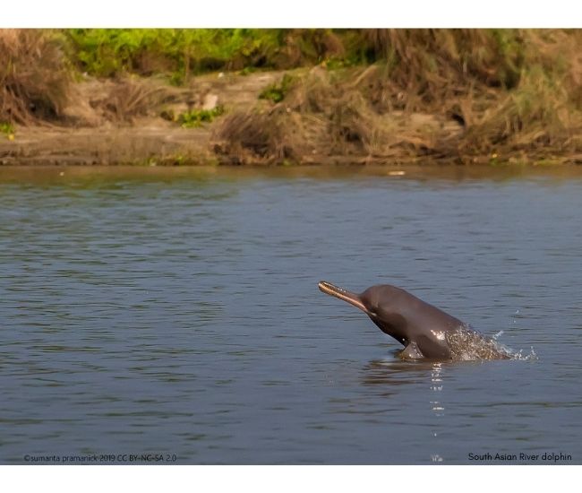 red dolphins