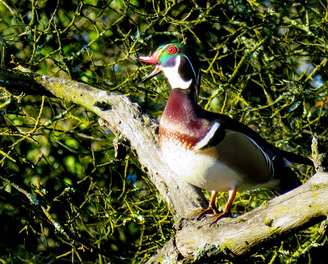 Wood Ducks and the Burden of Adorability