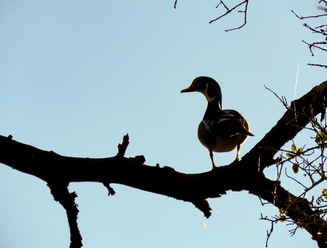 Wood Ducks and the Burden of Adorability